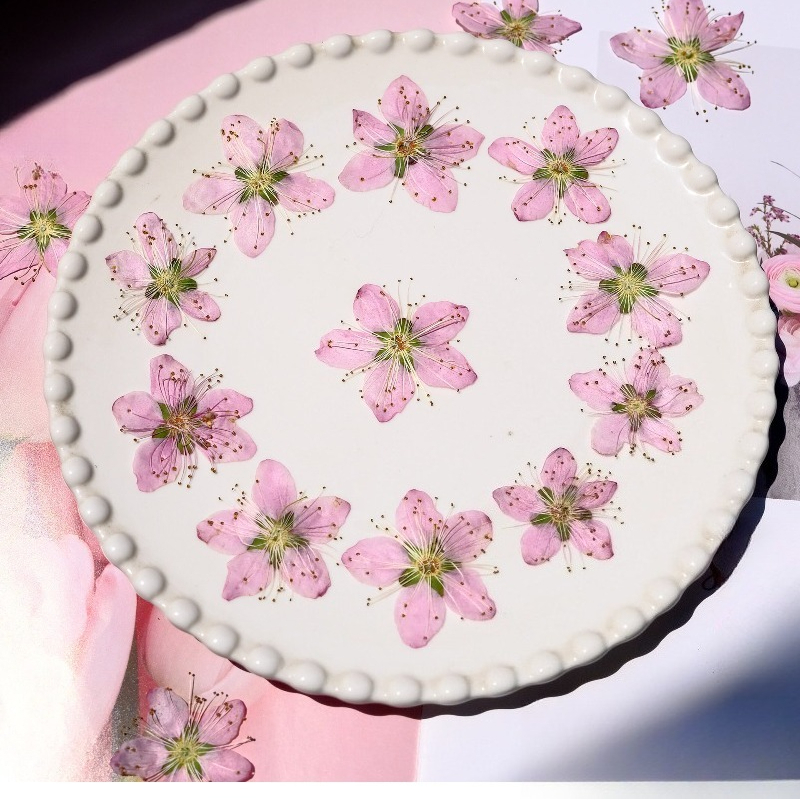 Dried Flower Pressed - 3-4cm./6pcs,Pink Peach Blossom Pressed Dried Flowers