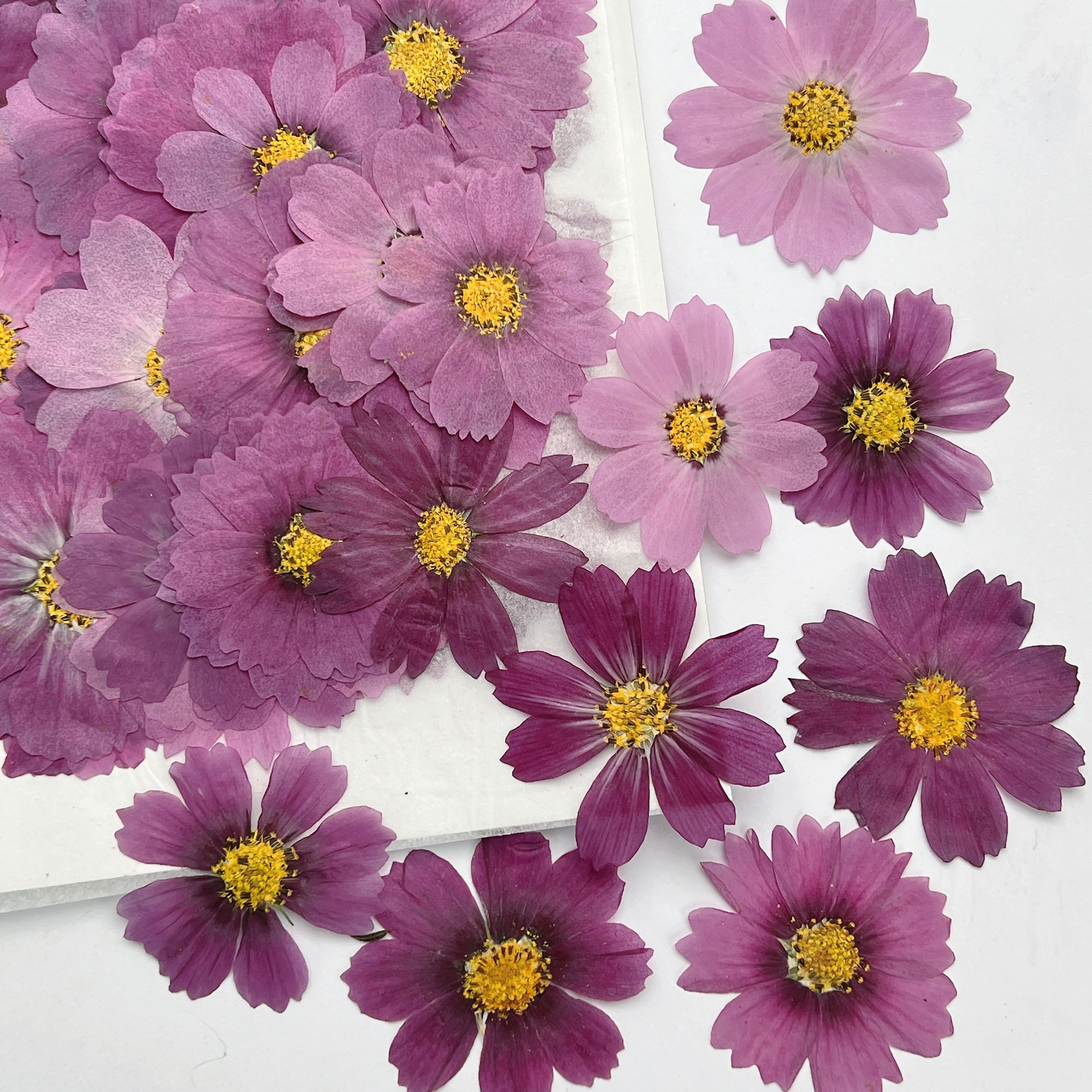 Dried Flower Pressed - 100Pcs Cosmos Dried Flower Pressed Plant