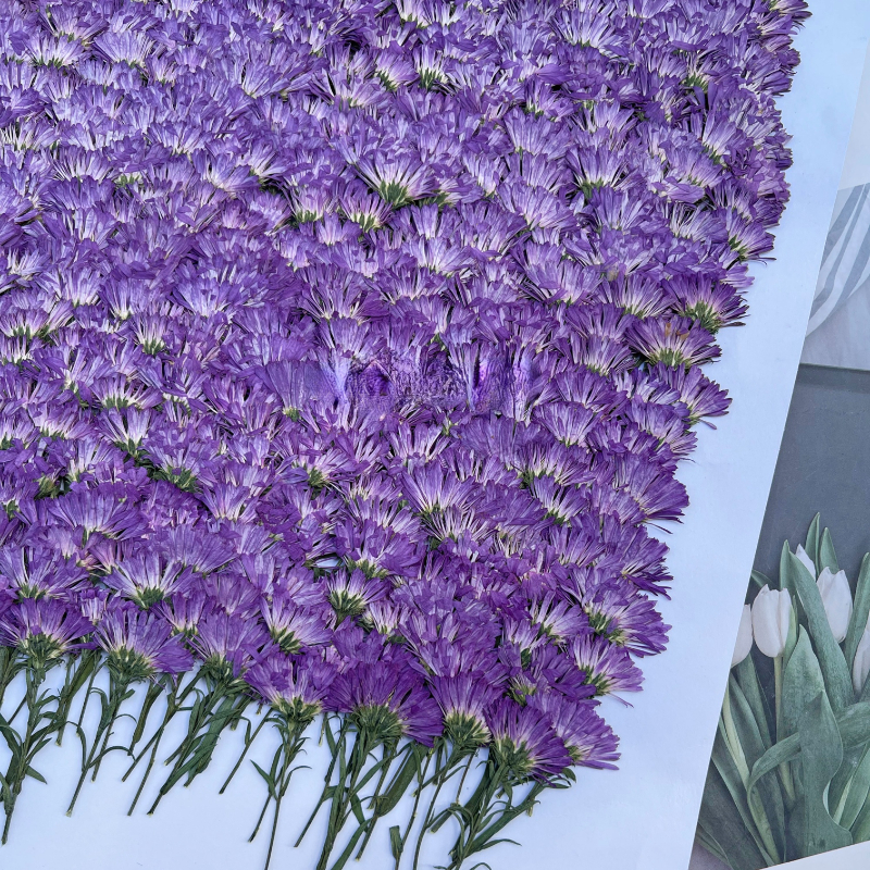 Dried Flower Pressed - 100PCS/3-6cm,Pressed daisy mini flower branch,DIY Christmas