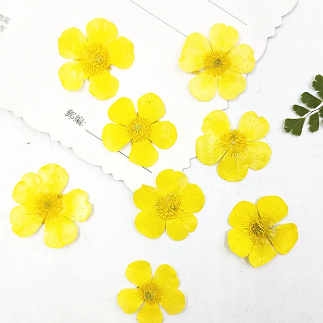 1.5-2cm/24pcs,Nature Real butt - Dried Flower Pressed 리뷰 및 가격