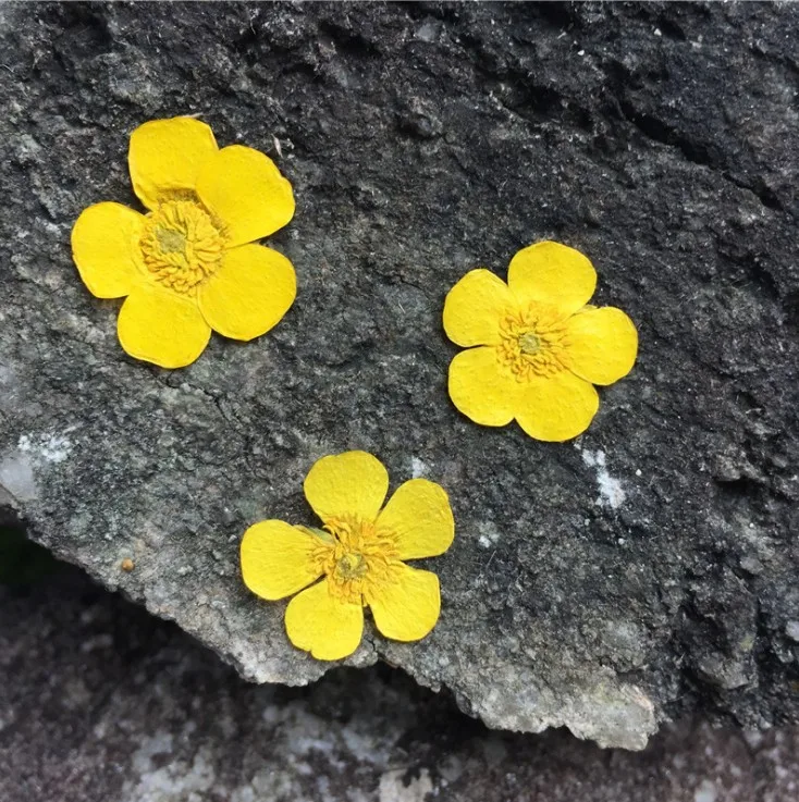 1.5-2cm/24pcs,Nature Real butt - Dried Flower Pressed 리뷰 및 가격