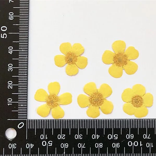 1.5-2cm/24pcs,Nature Real butt - Dried Flower Pressed 리뷰 및 가격