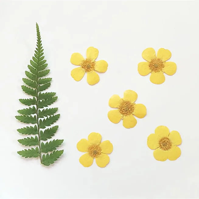 1.5-2cm/24pcs,Nature Real butt - Dried Flower Pressed 리뷰 및 가격