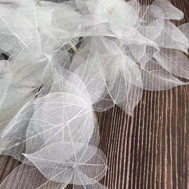 5~9CM*2~3.5CM,100PCS/Set,Real  - Dried Flower Pressed 리뷰 및 가격