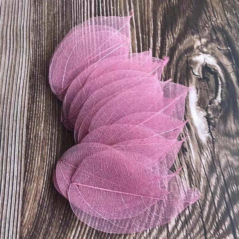 5~9CM*2~3.5CM,100PCS/Set,Real  - Dried Flower Pressed 리뷰 및 가격