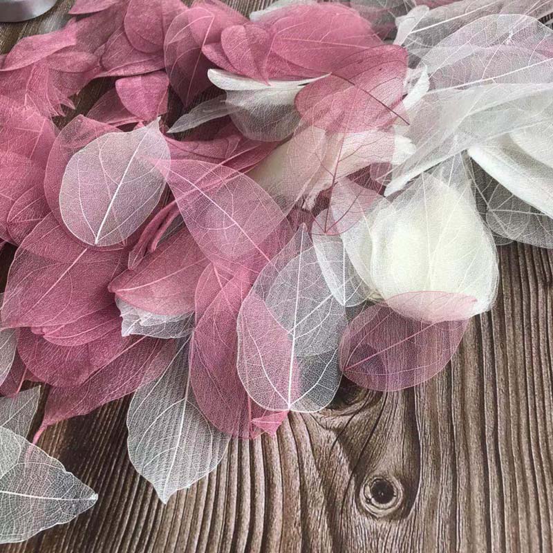 5~9CM*2~3.5CM,100PCS/Set,Real  - Dried Flower Pressed 리뷰 및 가격