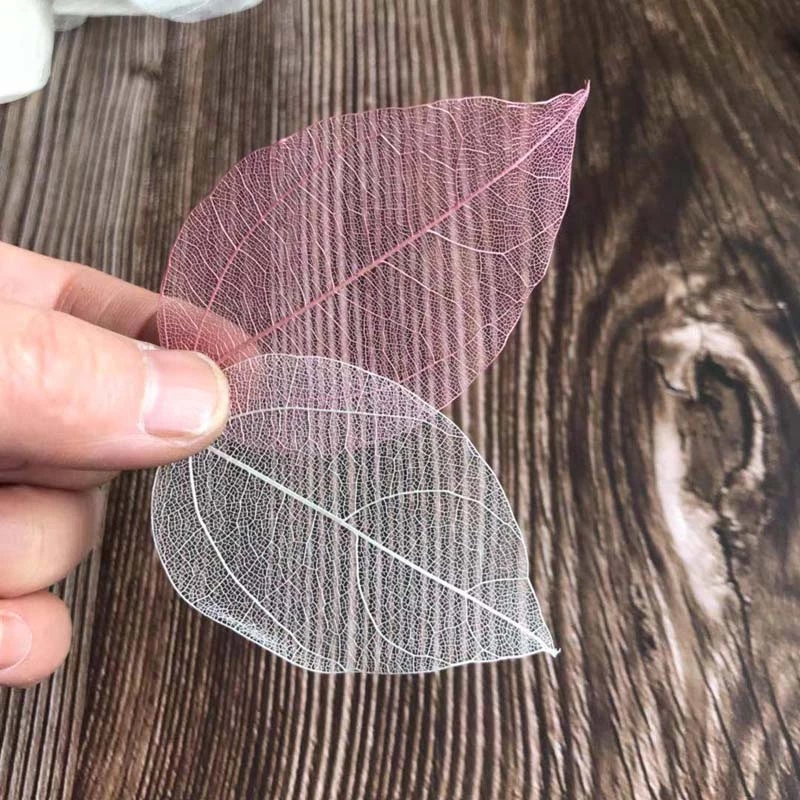 5~9CM*2~3.5CM,100PCS/Set,Real  - Dried Flower Pressed 리뷰 및 가격