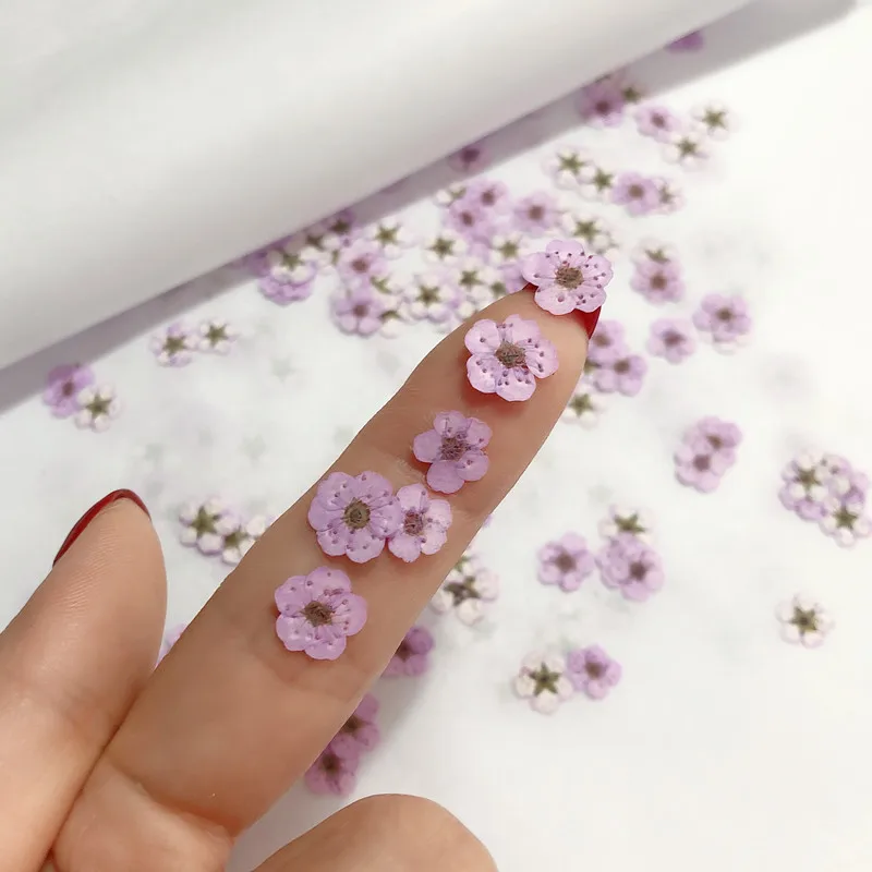 Pressed mini Narcissus Dried F - Dried Flower Pressed 리뷰 및 가격