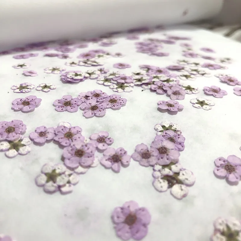 Pressed mini Narcissus Dried F - Dried Flower Pressed 리뷰 및 가격