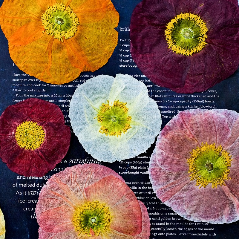 1pcs,Nature Field Poppy Presse - Dried Flower Pressed 리뷰 및 가격