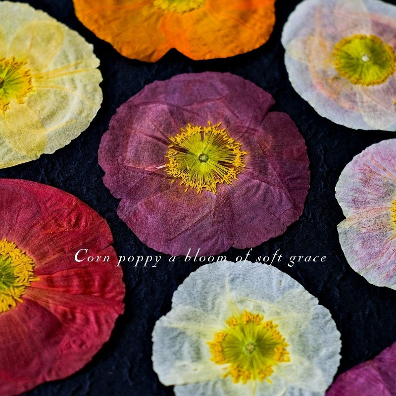 1pcs,Nature Field Poppy Presse - Dried Flower Pressed 리뷰 및 가격
