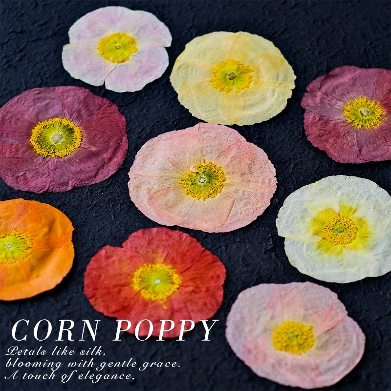 1pcs,Nature Field Poppy Presse - Dried Flower Pressed 리뷰 및 가격