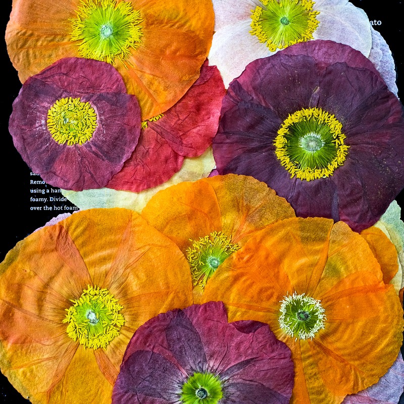 1pcs,Nature Field Poppy Presse - Dried Flower Pressed 리뷰 및 가격