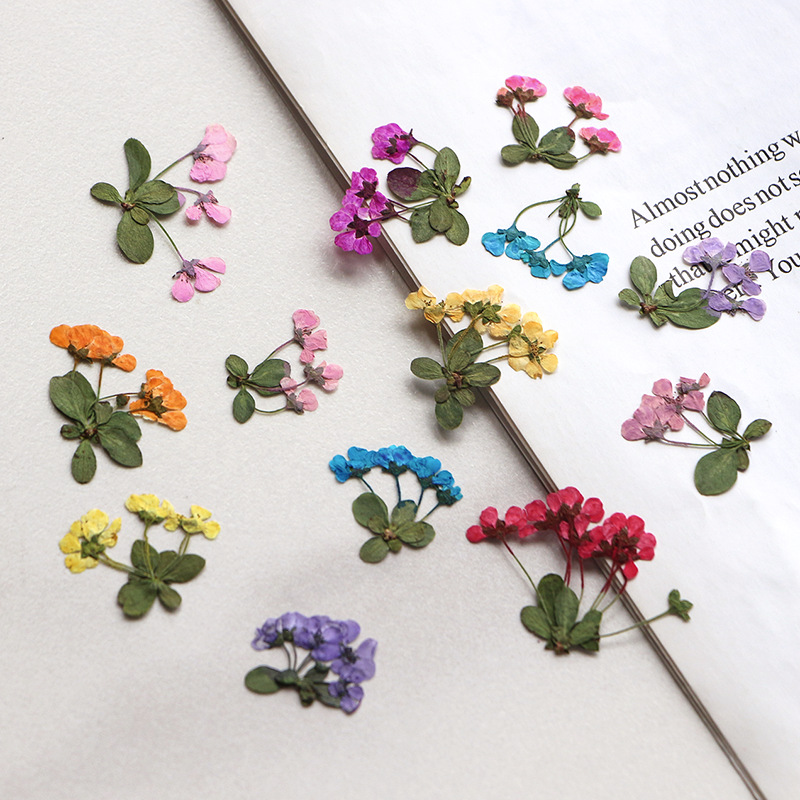 2-3cm/12pcs,Pressed little flo - Dried Flower Pressed 리뷰 및 가격