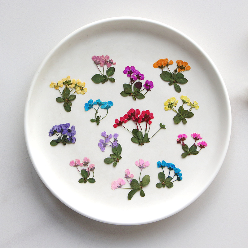 2-3cm/12pcs,Pressed little flo - Dried Flower Pressed 리뷰 및 가격