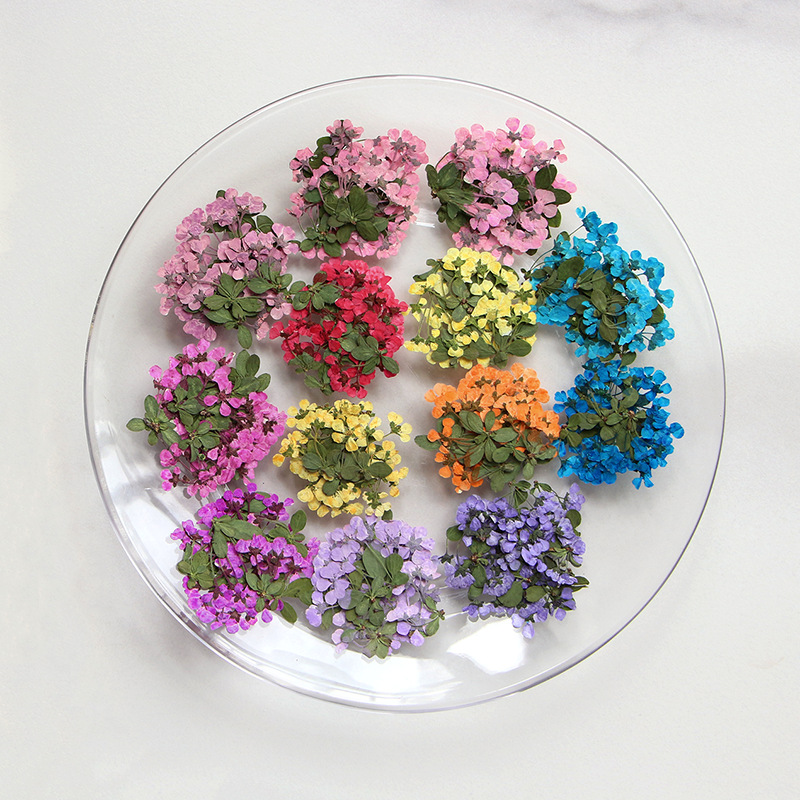 2-3cm/12pcs,Pressed little flo - Dried Flower Pressed 리뷰 및 가격