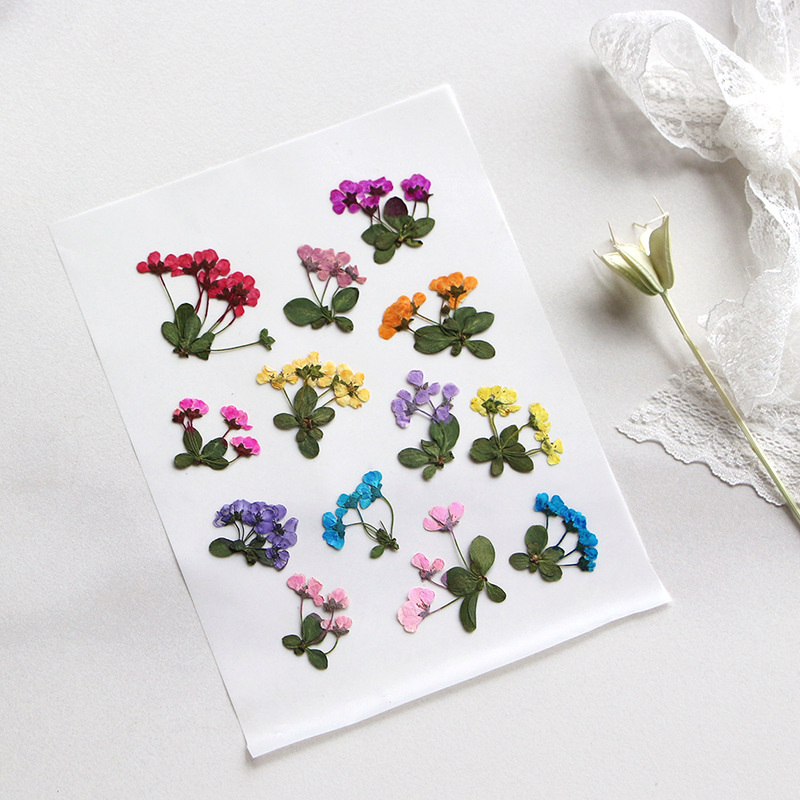 2-3cm/12pcs,Pressed little flo - Dried Flower Pressed 리뷰 및 가격