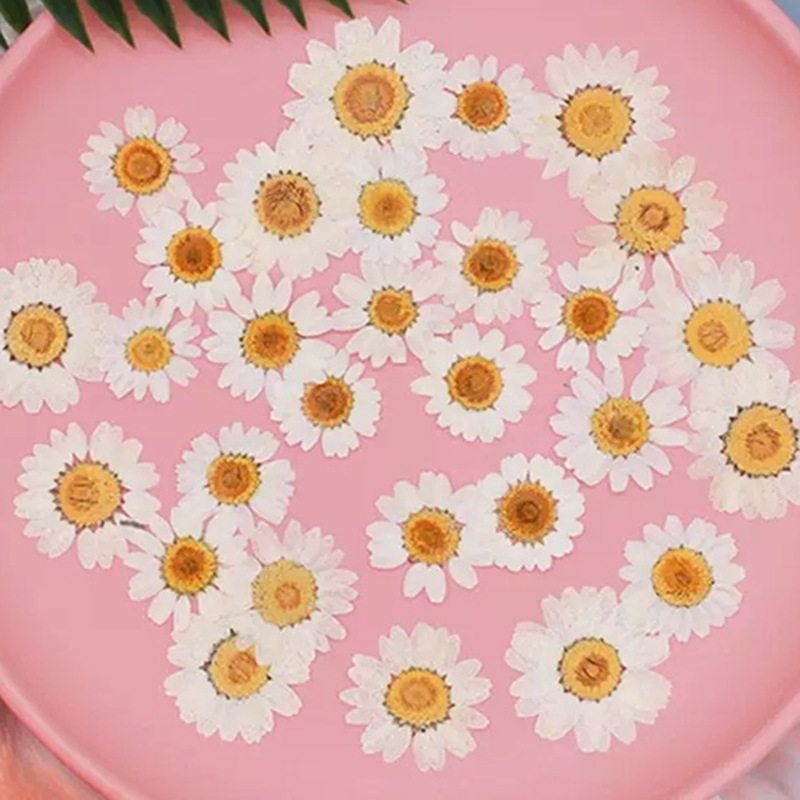 100Pcs Natural White Crystal C - Dried Flower Pressed 리뷰 및 가격
