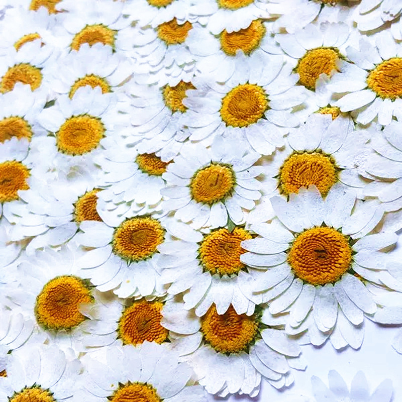 100Pcs Natural White Crystal C - Dried Flower Pressed 리뷰 및 가격