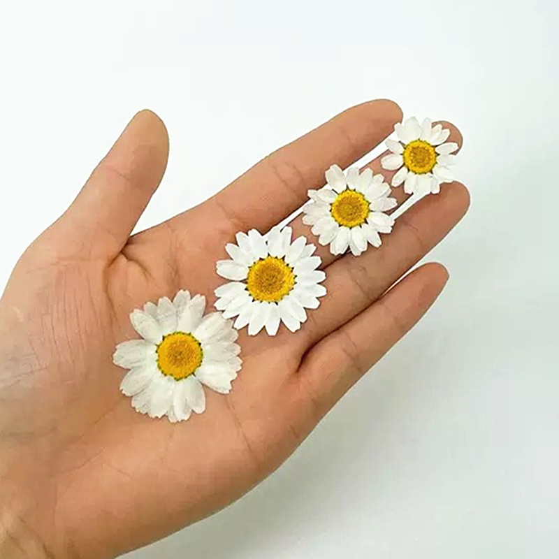100Pcs Natural White Crystal C - Dried Flower Pressed 리뷰 및 가격