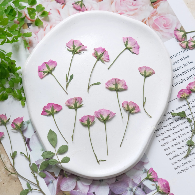 12pcs,Mini Pink Rose Pressed F - Dried Flower Pressed 리뷰 및 가격