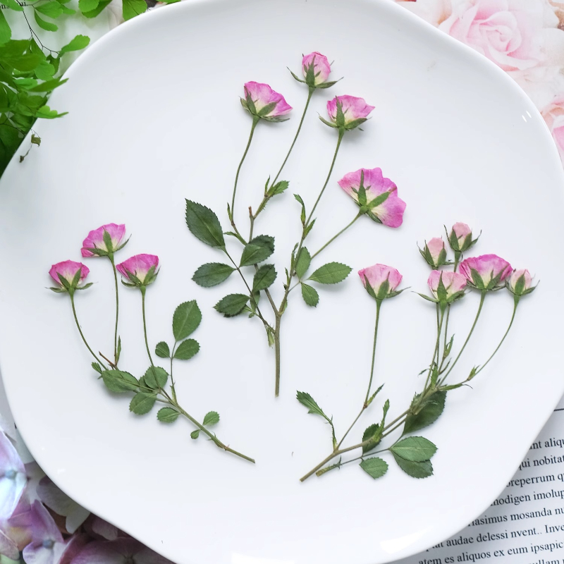 12pcs,Mini Pink Rose Pressed F - Dried Flower Pressed 리뷰 및 가격