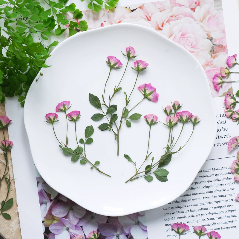 12pcs,Mini Pink Rose Pressed F - Dried Flower Pressed 리뷰 및 가격