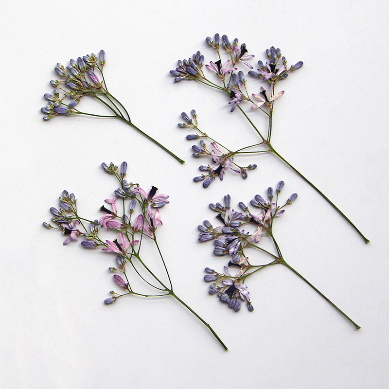 120pcs Pressed Dried Melia aze - Dried Flower Pressed 리뷰 및 가격
