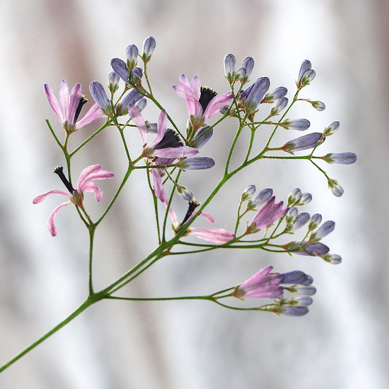 120pcs Pressed Dried Melia aze - Dried Flower Pressed 리뷰 및 가격