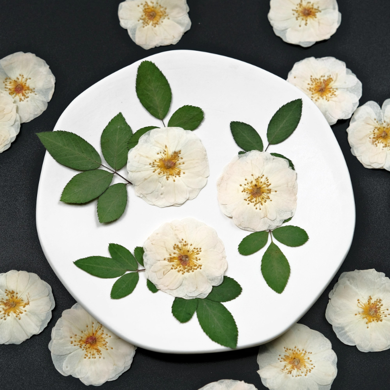 6pcs,9pcs,Nature White Rose Pr - Dried Flower Pressed 리뷰 및 가격