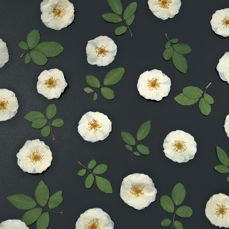 6pcs,9pcs,Nature White Rose Pr - Dried Flower Pressed 리뷰 및 가격