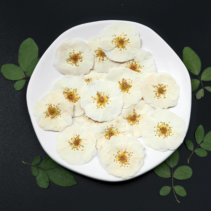 6pcs,9pcs,Nature White Rose Pr - Dried Flower Pressed 리뷰 및 가격