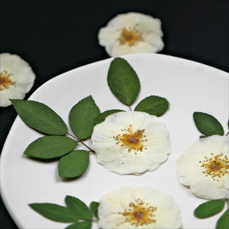 6pcs,9pcs,Nature White Rose Pr - Dried Flower Pressed 리뷰 및 가격