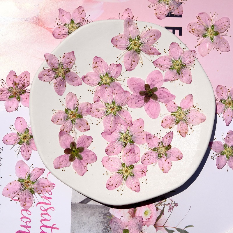 3-4cm./6pcs,Pink Peach Blossom - Dried Flower Pressed 리뷰 및 가격