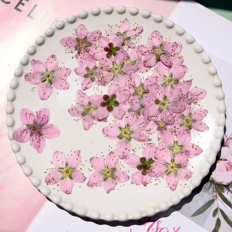 3-4cm./6pcs,Pink Peach Blossom - Dried Flower Pressed 리뷰 및 가격
