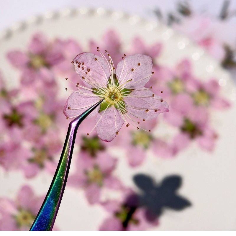 3-4cm./6pcs,Pink Peach Blossom - Dried Flower Pressed 리뷰 및 가격