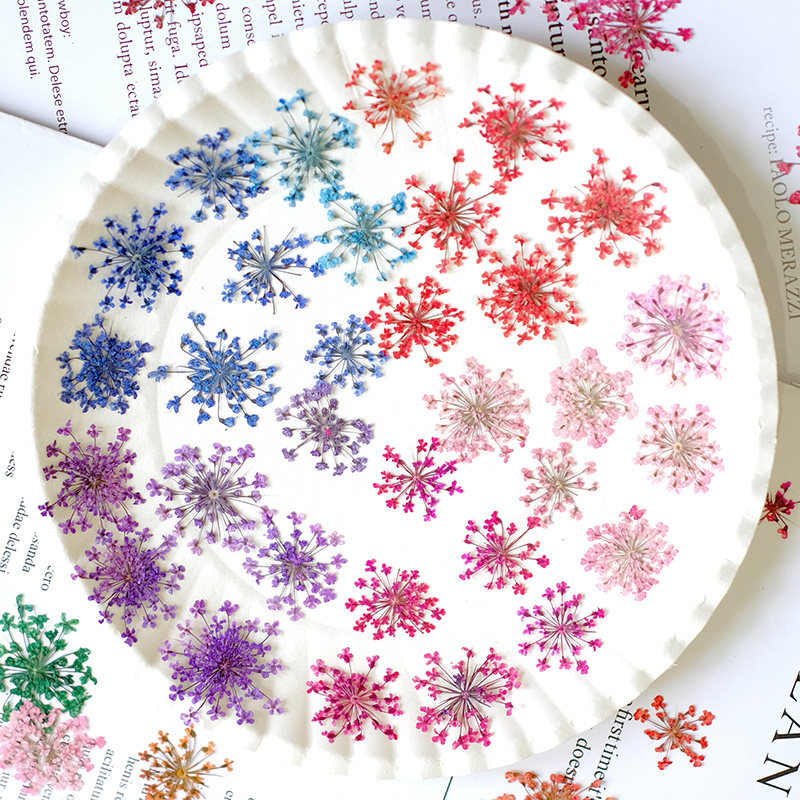 24pcs,2-2.5cm,nature Dyed Mini - Dried Flower Pressed 리뷰 및 가격