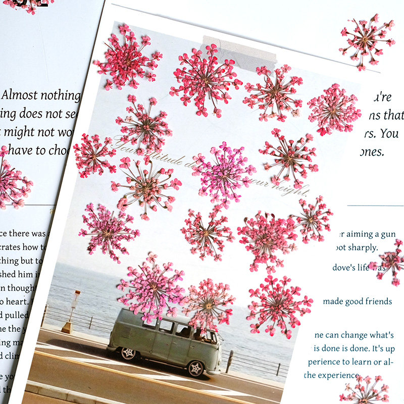 24pcs,2-2.5cm,nature Dyed Mini - Dried Flower Pressed 리뷰 및 가격