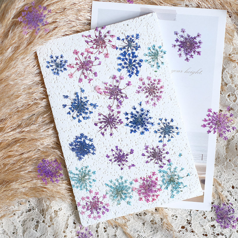 24pcs,2-2.5cm,nature Dyed Mini - Dried Flower Pressed 리뷰 및 가격
