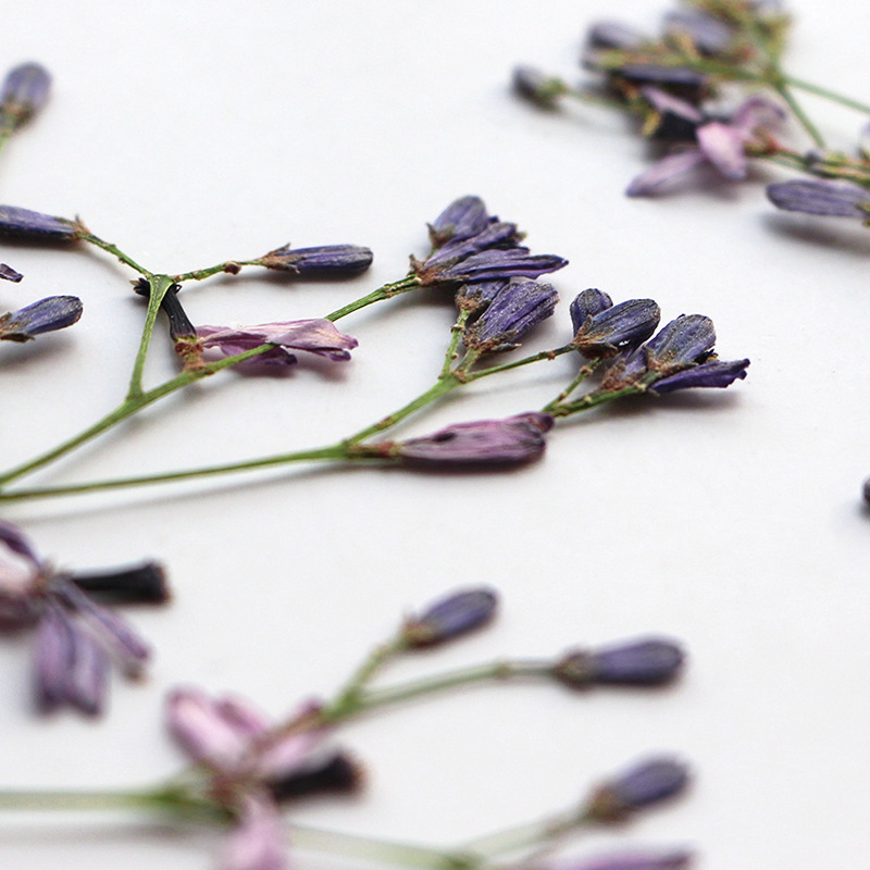 60Pcs Neem Tree Flower Branche - Dried Flower Pressed 리뷰 및 가격