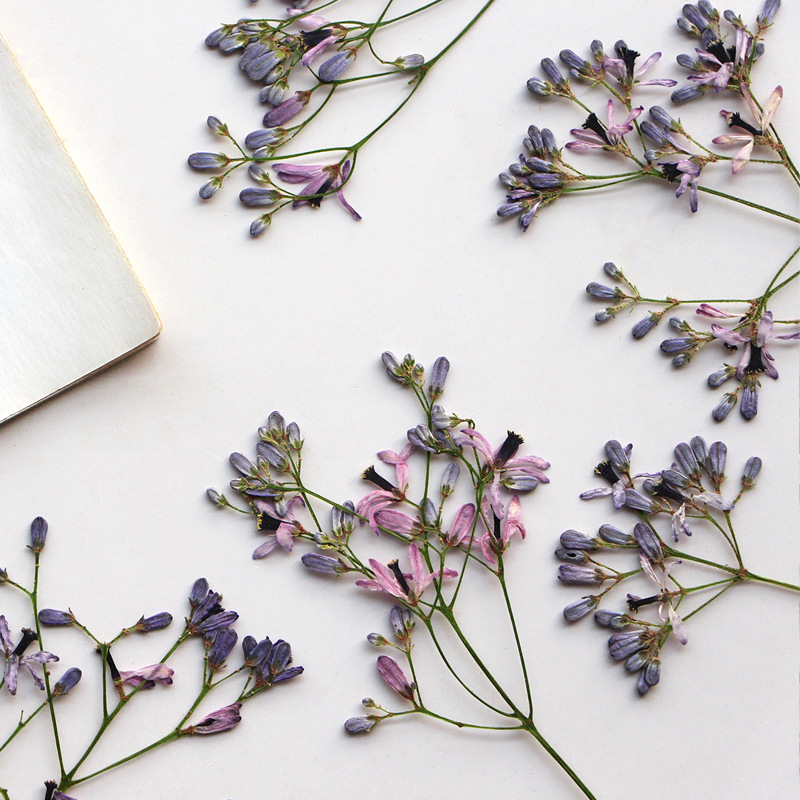 60Pcs Neem Tree Flower Branche - Dried Flower Pressed 리뷰 및 가격