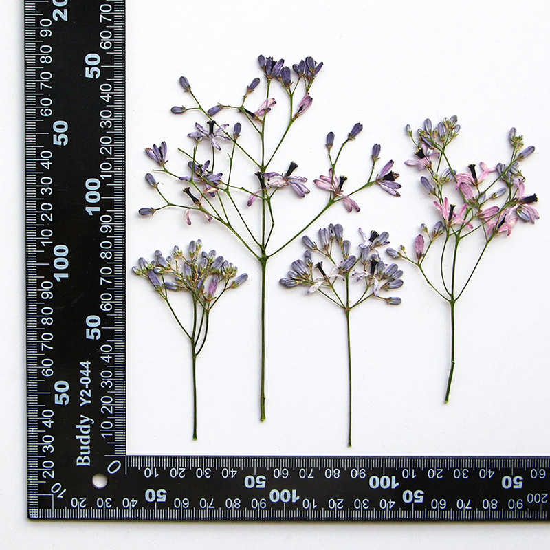 60Pcs Neem Tree Flower Branche - Dried Flower Pressed 리뷰 및 가격