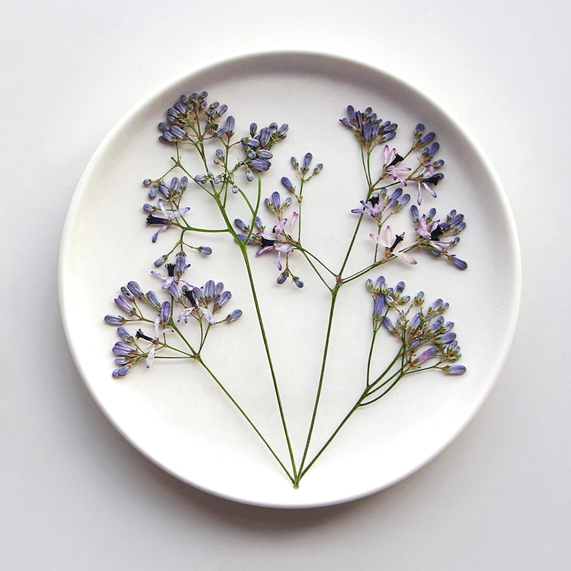 60Pcs Neem Tree Flower Branche - Dried Flower Pressed 리뷰 및 가격