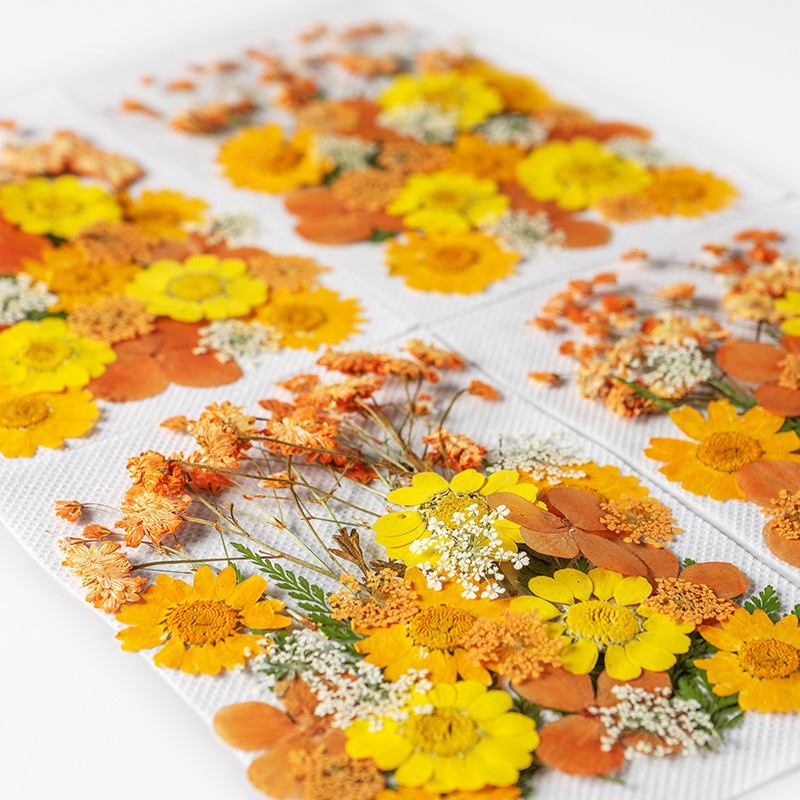35Pcs10 Set of Dried Flowers a - Dried Flower Pressed 리뷰 및 가격