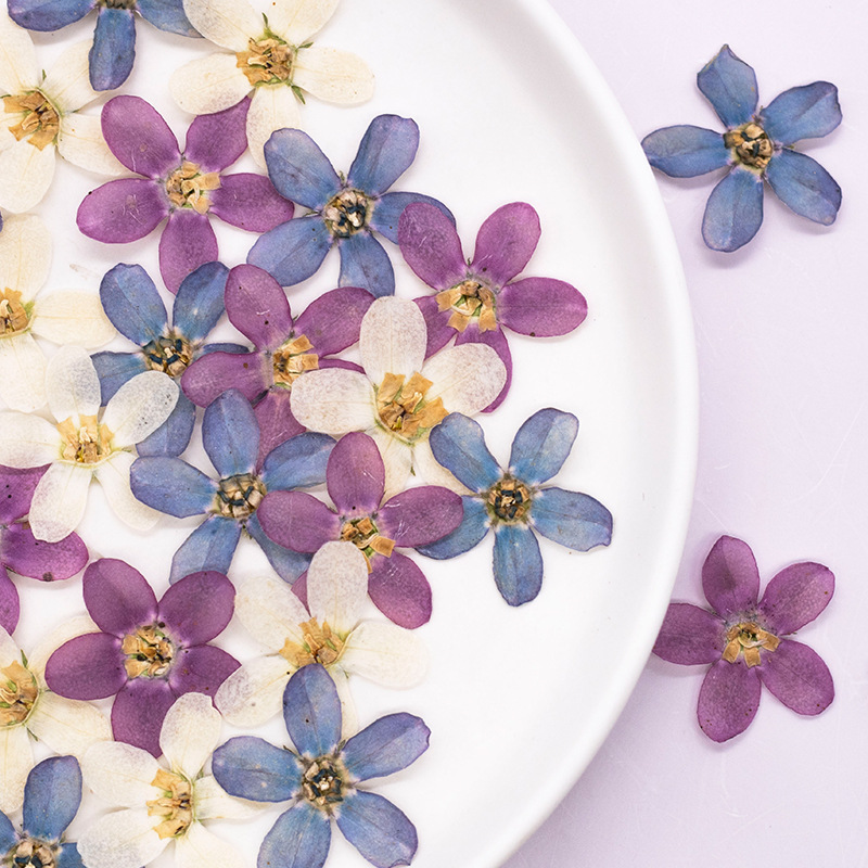 12pcs,Pressed Blue Star Flower - Dried Flower Pressed 리뷰 및 가격