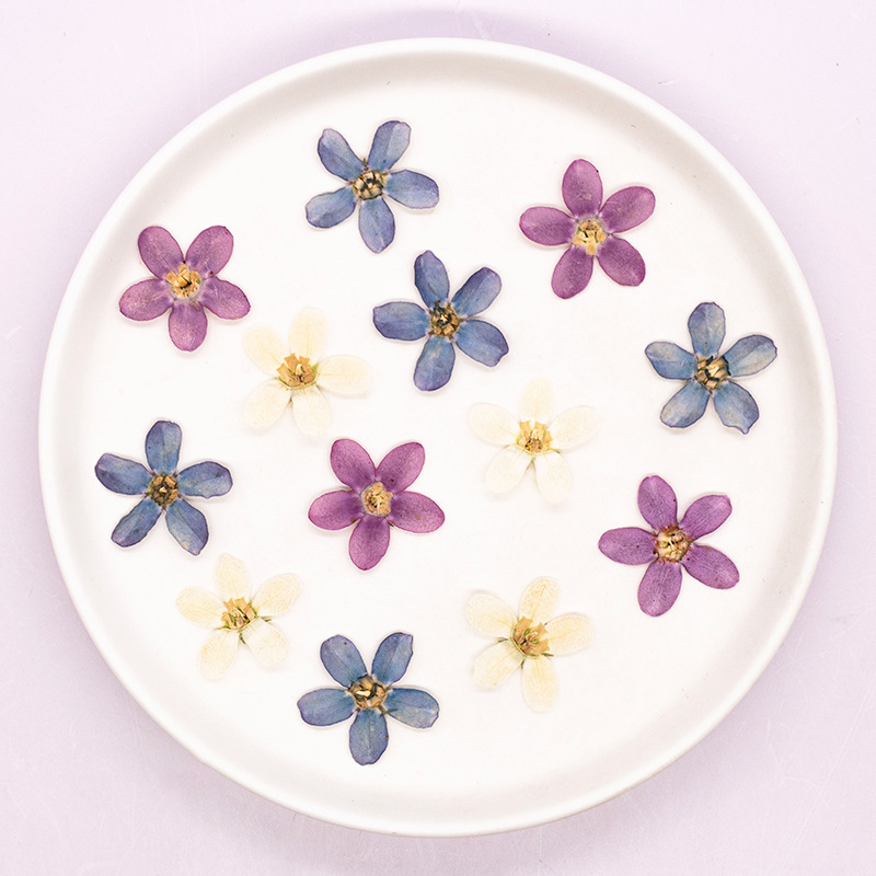 12pcs,Pressed Blue Star Flower - Dried Flower Pressed 리뷰 및 가격