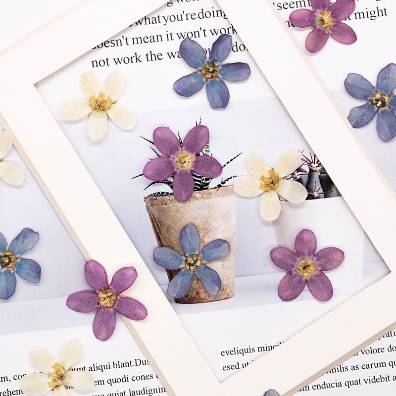12pcs,Pressed Blue Star Flower - Dried Flower Pressed 리뷰 및 가격