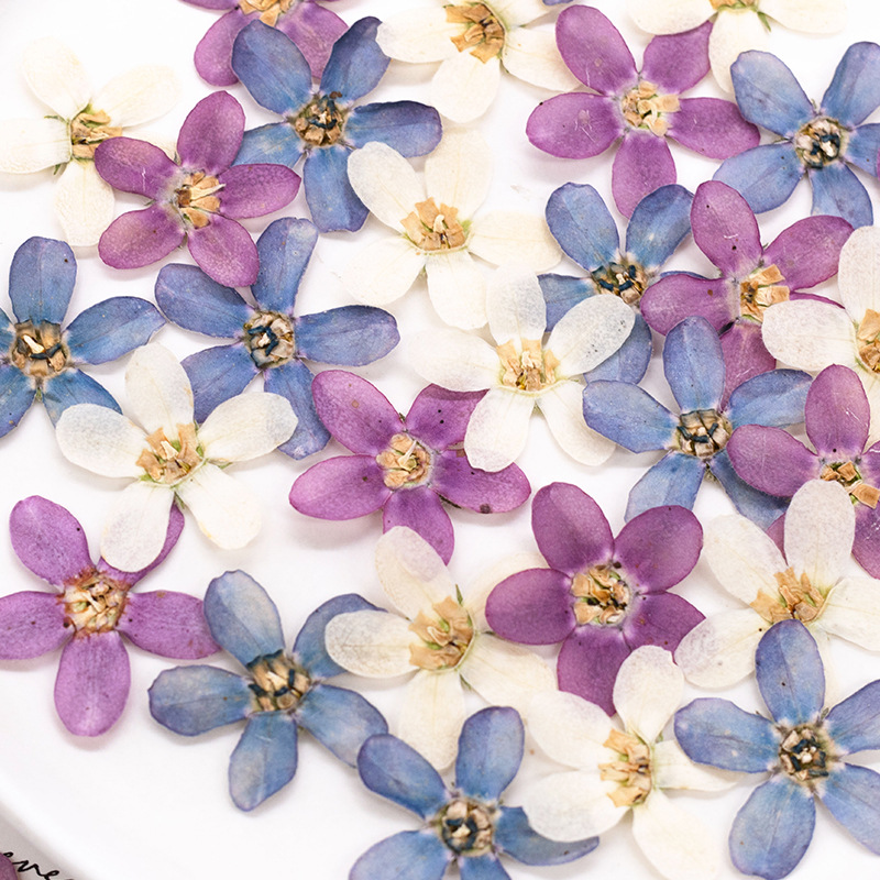 12pcs,Pressed Blue Star Flower - Dried Flower Pressed 리뷰 및 가격