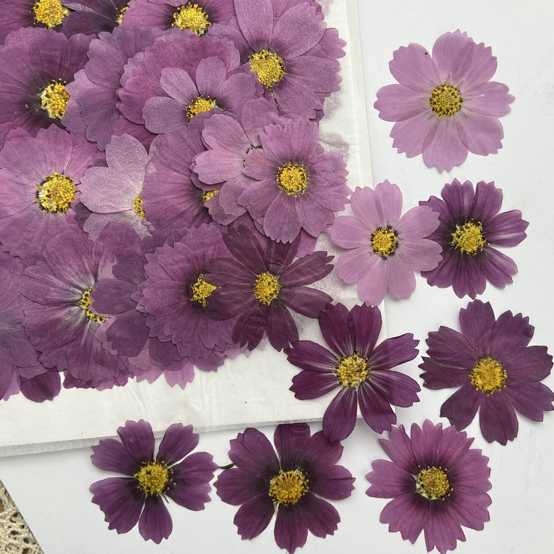 100Pcs Cosmos Dried Flower Pre - Dried Flower Pressed 리뷰 및 가격