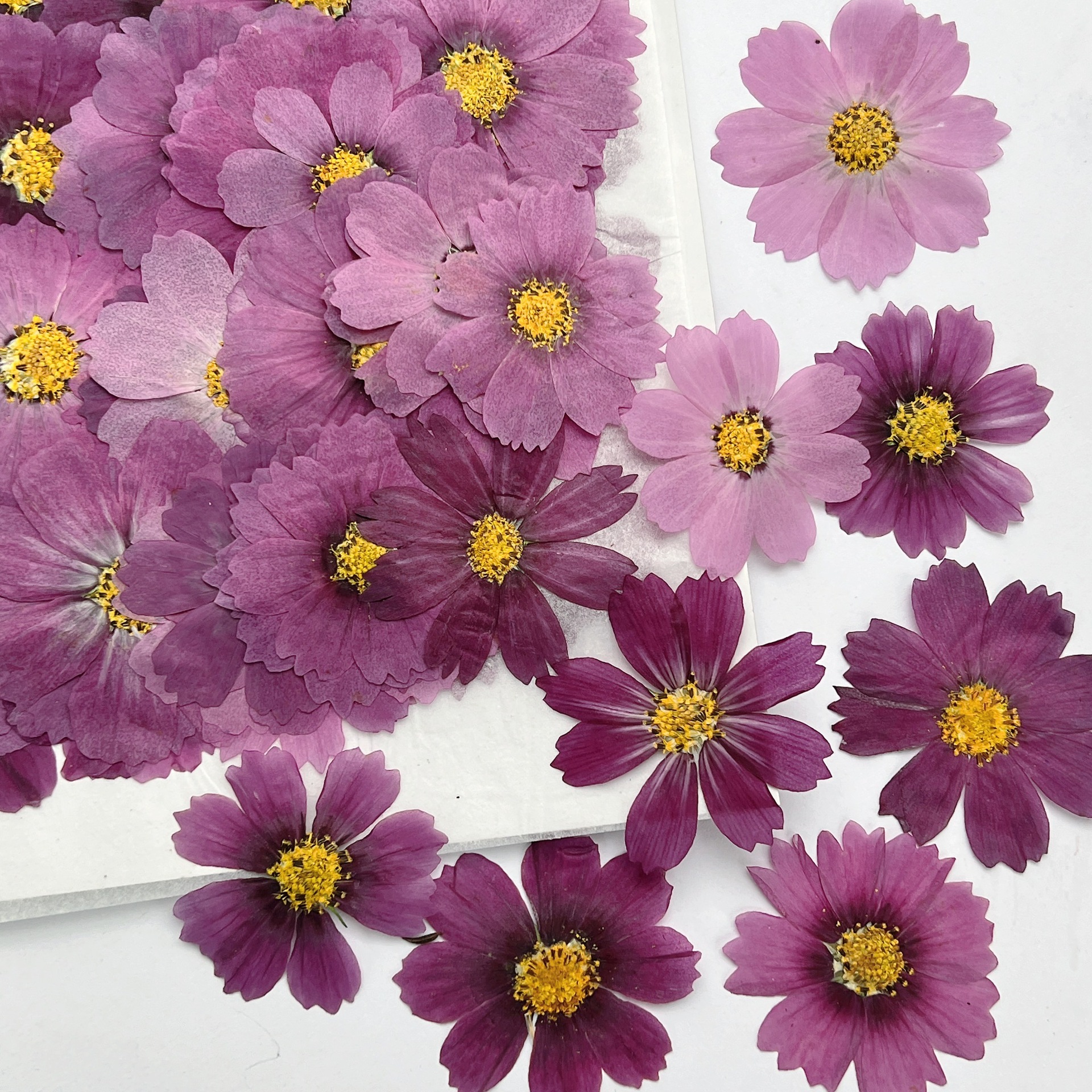100Pcs Cosmos Dried Flower Pre - Dried Flower Pressed 리뷰 및 가격